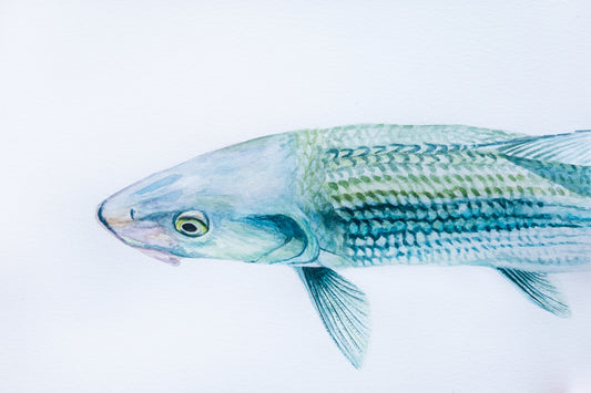 Bonefish