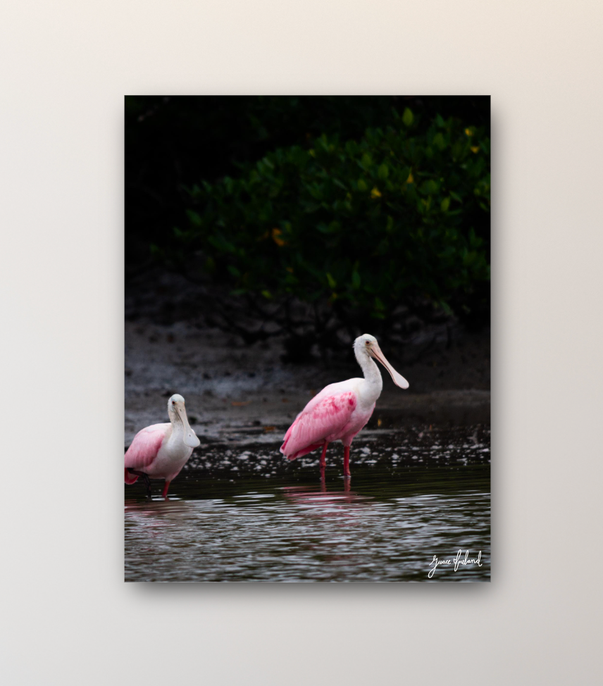 Pink Ibis