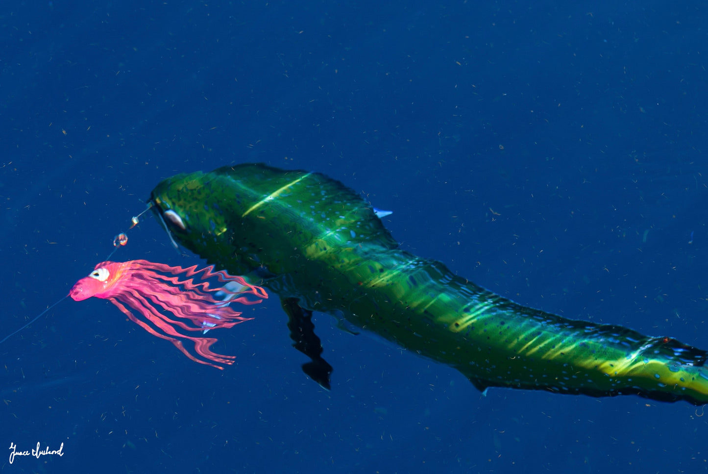 Mahi Reflections