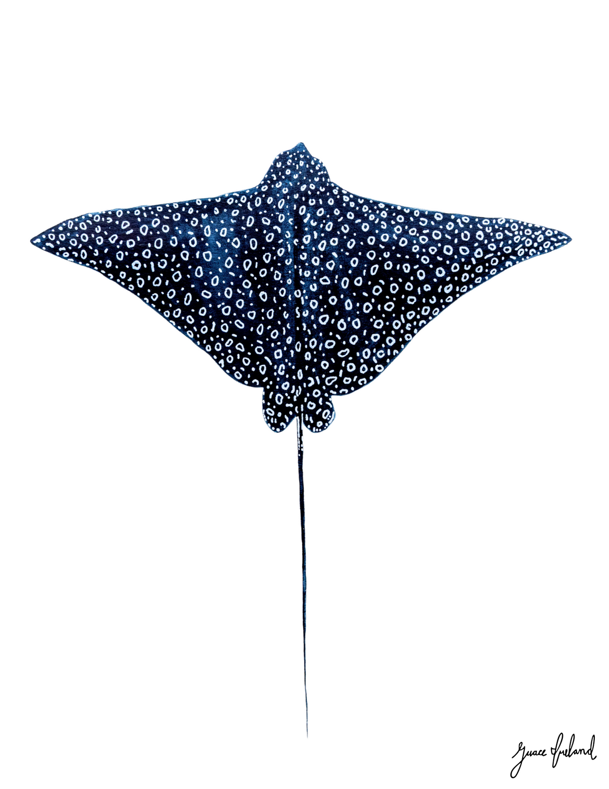 Spotted Eagle Ray