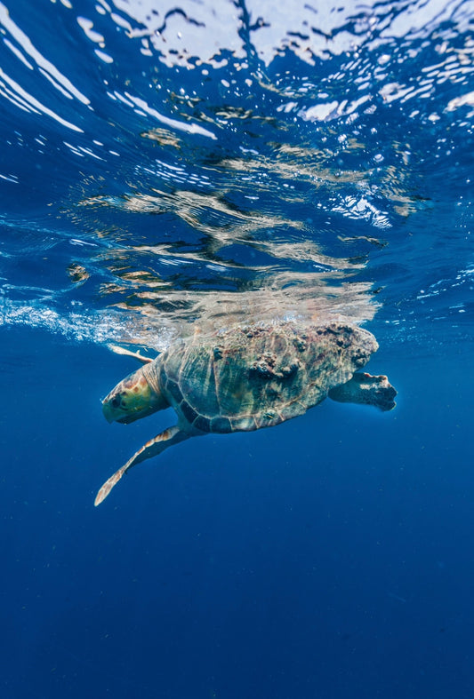 Loggerhead