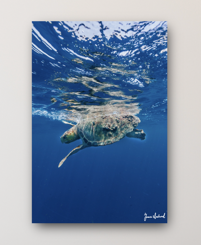 Loggerhead