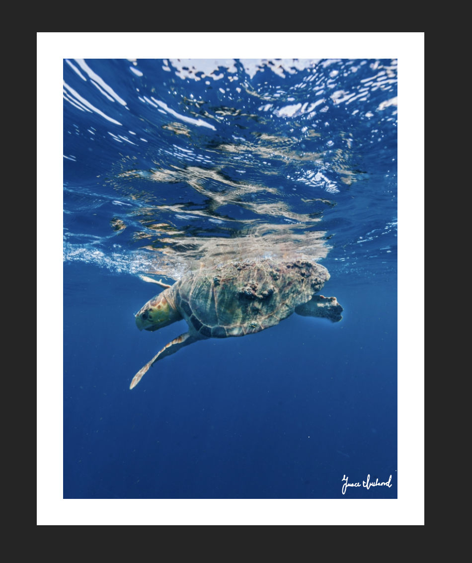 Loggerhead