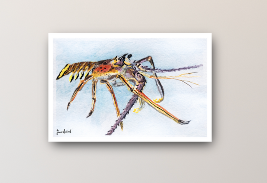 Spiny Lobster