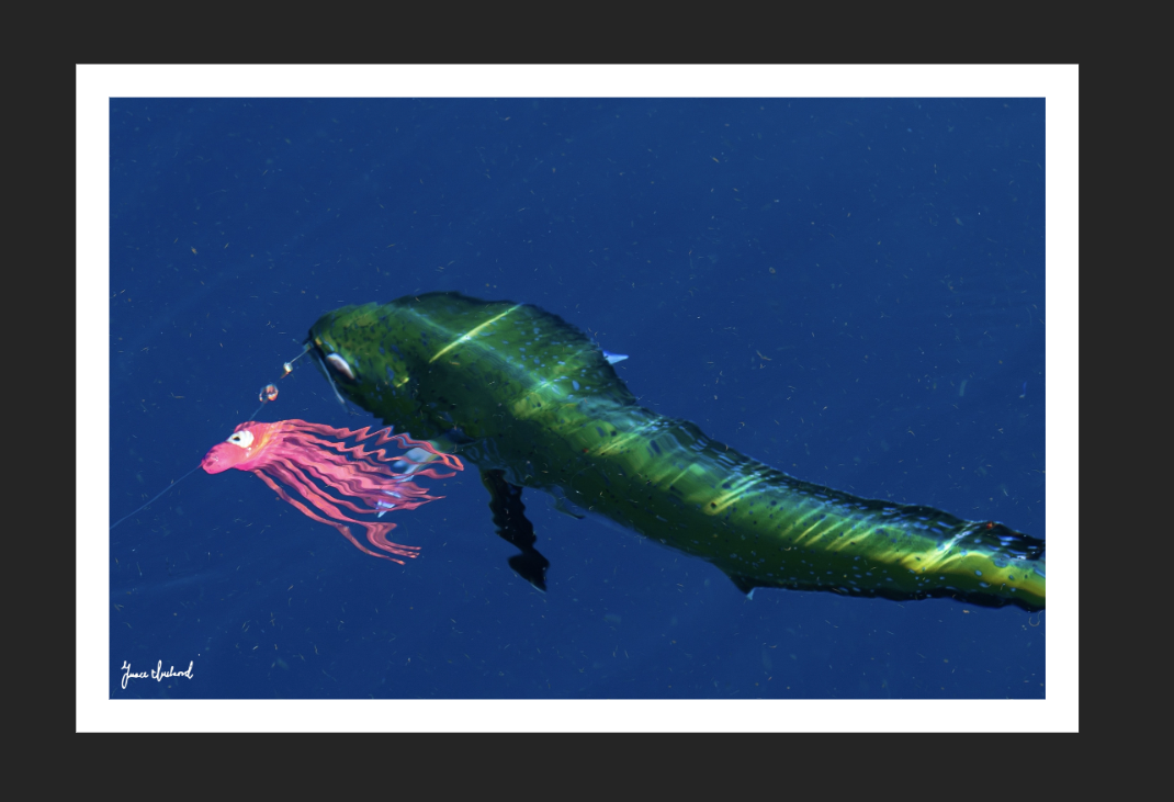 Mahi Reflections