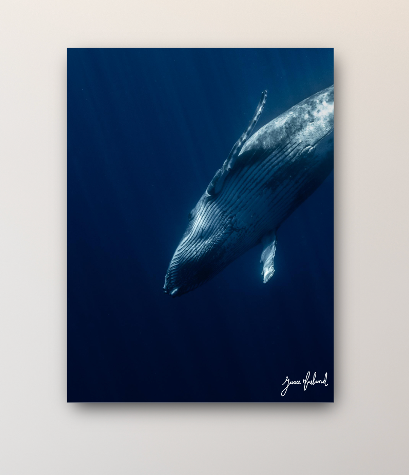 Humpback Whale