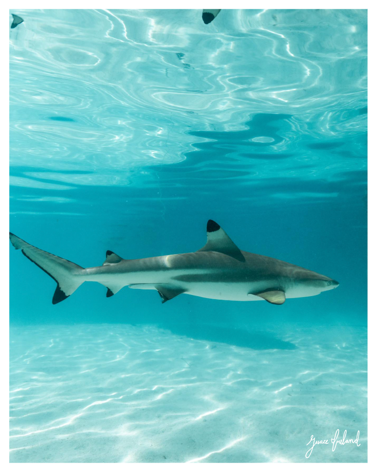Lagoon Reflections