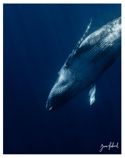 Humpback Whale