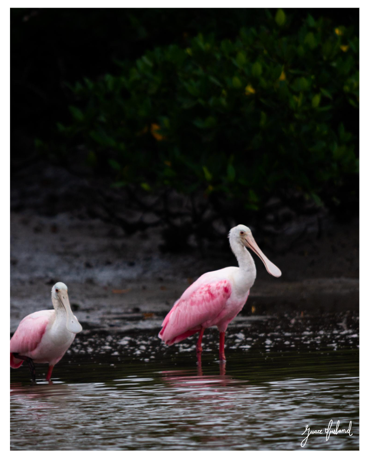 Ping Ibis Pink Ibis – Grace Ireland Art