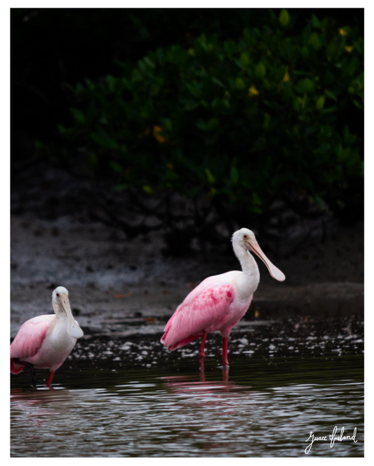 Pink Ibis