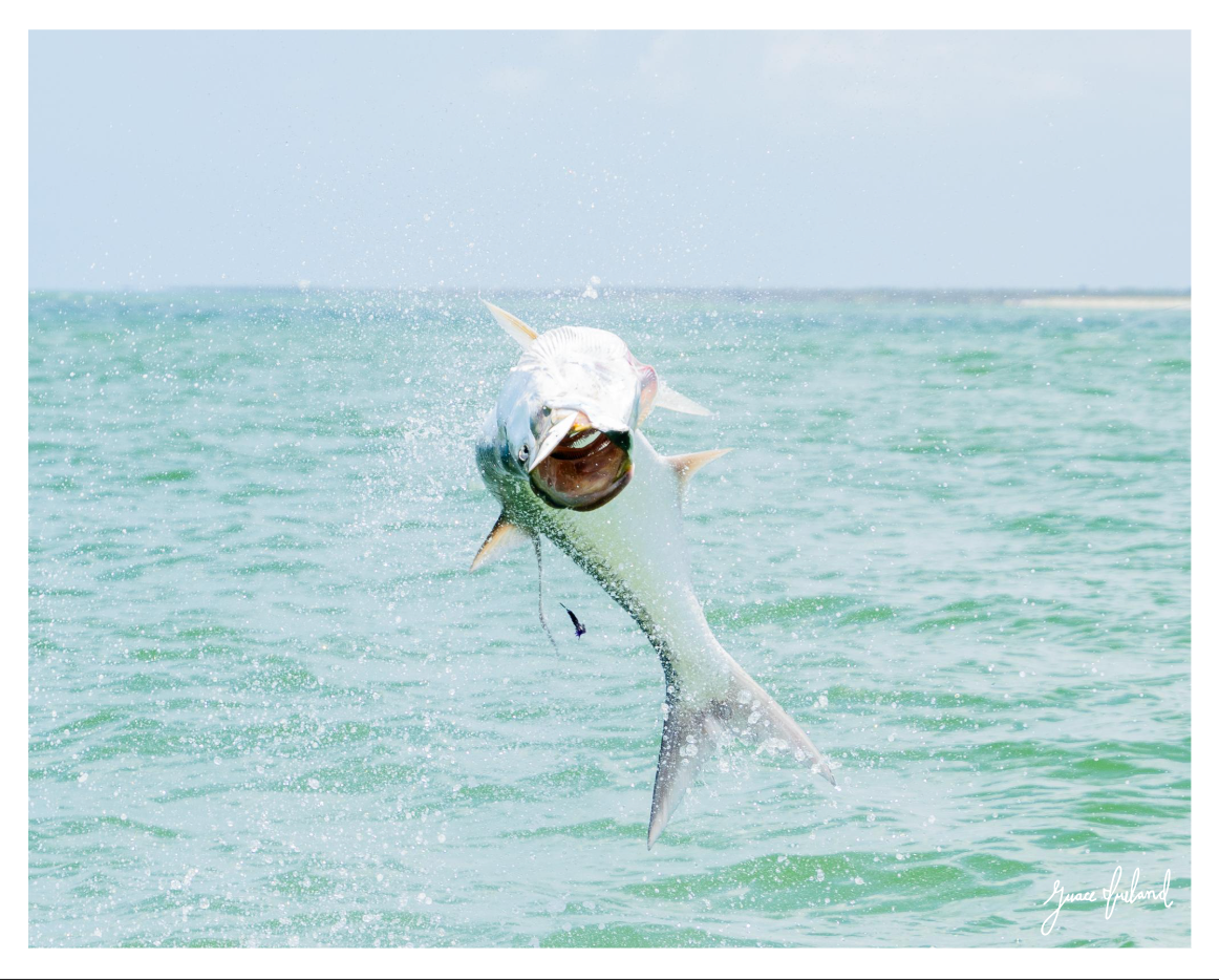 On the Fly