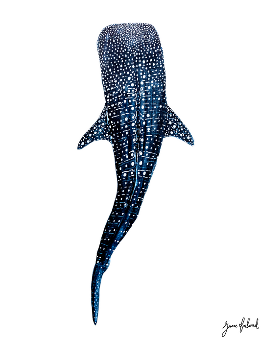 Whale Shark